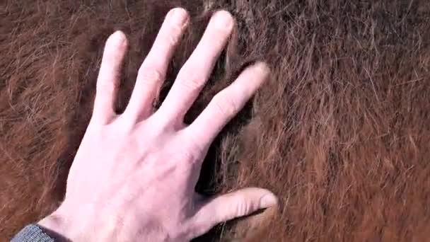 ダークブラウンの純白の冬の毛皮を成形 馬の側と首は長い冬の毛を失い 馬の体の一般的な変化を伴います 農家の手ブラッシングボディ — ストック動画