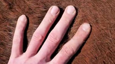 Hayvanlarda saç değiştirmek büyük bir fiziksel efor gerektirir. Tüm bağışıklık sistemi zayıflamış ve bu da hastalıklara karşı hassasiyeti arttırmış.