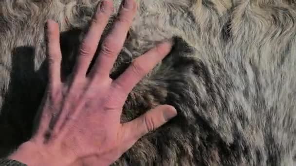 冬季毛皮斑驳的骑马小马 春天到了 浓密的冬发脱落了 用发丝触摸着农夫的手 — 图库视频影像