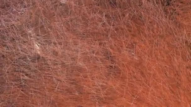 Ледяные Зимние Волосы Весной Коричневый Гукул Смена Пальто Означает Огромное — стоковое видео