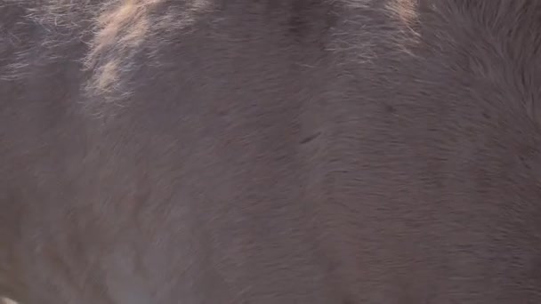 白いイザベラ ハウル ポニーが牧草地で放牧されている ファーマータッチ馬の背中と彼の指は冬の毛皮から長い髪を櫛 春が始まります — ストック動画