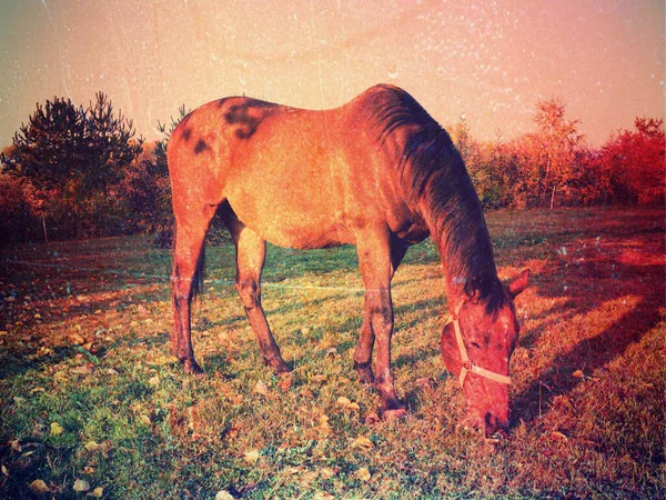 Imagen Inspiradora Comer Pony Pastos Filtro Abstracto —  Fotos de Stock