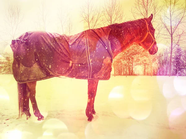 Smutného Zimního Dne Kůň Zasněžené Pastvině Abstraktní Filtr — Stock fotografie