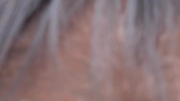 Cheval brun s'approche avec sa tête, regarde de près avec les yeux foncés et commence à lécher. Léchage de chevaux. Sage et expérimenté, chef de troupeau. Paddock de ferme équestre 