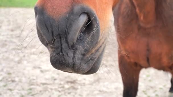 Nahaufnahme Von Leckenden Pferdeschnauzen Ältere Und Erfahrenere Braune Warmblüter Lecken — Stockvideo