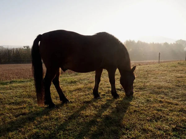 Curioso Caballo Prado Pequeñas Granjas Mañana Brumosa Otoño Una Granja —  Fotos de Stock