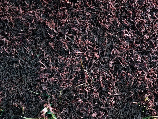 庭の隅に草の本当の腐ったチップのシステム — ストック写真