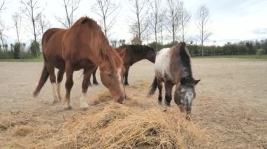 Soğuk kanlı körfez atları ve benekli at binicileri güzel kokulu saman otlatırlar. Çocuk okuluyla çayırda at ve midilli sürüsü..
