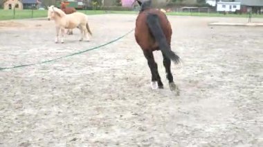 At dört nala koşmaktan ya da koşmaktan hareket eder. Eğitmen hamlede kahverengi safkan ata önderlik eder, at tozlu çember arenasında dans eder..