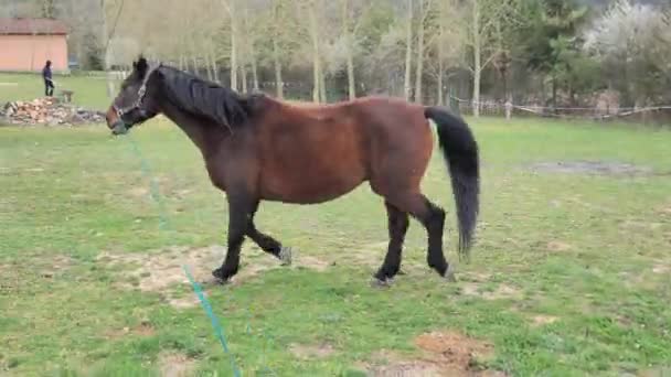 Coach Controleer Conditie Van Oud Bruin Paard Regelmatig Lanceren Van — Stockvideo