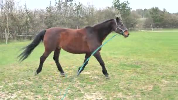 Cheval brun courant en cercle sur une corde de fente dans l'arène qui est située dans le paddock extérieur 