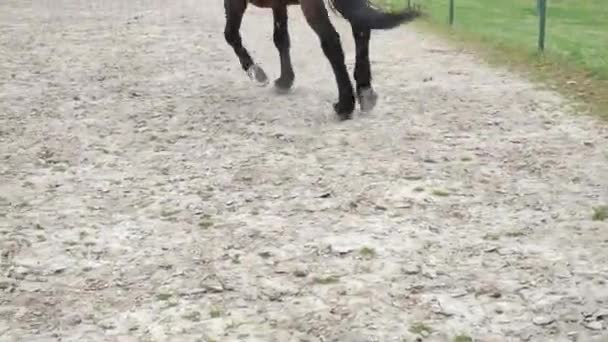 Entrenador Líder Caballo Conduce Caballo Por Cuerda Salto Arena Círculo — Vídeo de stock