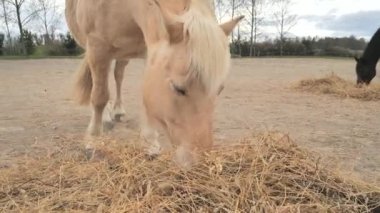 Tozlu otlağın dışında kırmızı beyaz haflinger Hucul Atı 'na yakın. At nise otlağı bulur sonra başını kaldırıp çiğner.