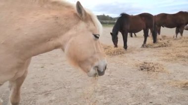 Güzel kırmızı beyaz Hucul haflinger atı at çiftliğinde kuru otlarla besleniyor. Kahverengi at sürüsü ve arka planda otlayan benekli midilliler..