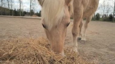 Kokulu saman ağılında düşünen hafif bir atın yüzüne yakından bak. Tatmin olmuş at dengeli ve sakin görünüyor..