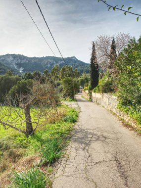 Köyün eski yolu eğri ağaçlarla dolu. İspanya Mayorka, Akdeniz köyü manzarası