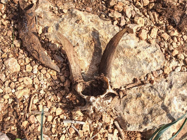 砂漠の砂利の中に横たわるヤギの頭蓋骨 Murraineまたは飢饉の概念 — ストック写真