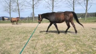 Kör atın hamlesi. At durumunu koru. Tepenin yamacındaki arenada gizli at eğitimi. At çayırı olan tozlu bir arazi.