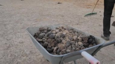 Organik çiftçilerin günlük işlerinin detayları. At gübresi toplayıp metal tramvaya koyuyorlar. Eko at çiftliğinin otlaklarında el işi.