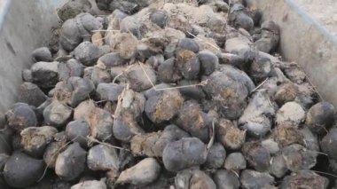 Tramvayı dolduruyorum. At biyo-kol malzemesi. At eti toplarını yüklüyorlar. Güvenlik eldivenli adam, giysileri ve askeri botları koru. Alüminyum kürek ve plastik tırmıkla çalış..