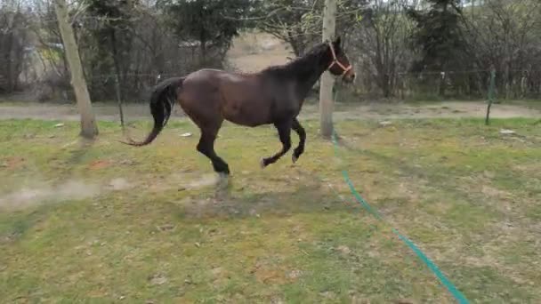 驯马师在与马一起工作时使用了颠簸的控制力 教练正在山边训练动物 以发展它的正常跑步 — 图库视频影像