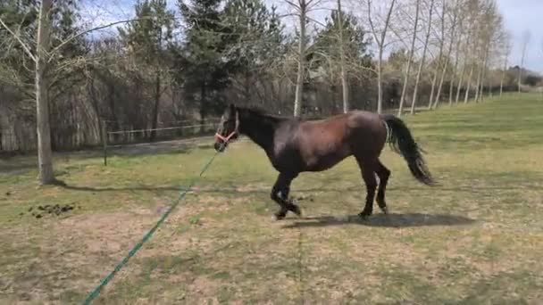 Trainer Traint Een Half Blind Paard Zonder Oog Communicatie Met — Stockvideo