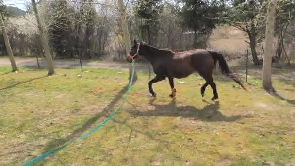 牵着一匹几乎瞎了的马骑在一条凸起的绳子上 赛后与动物的交流与合作 在生命的退休季节 一匹马 — 图库视频影像
