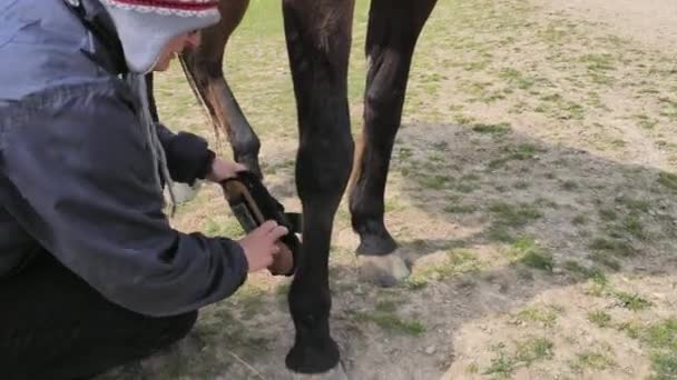 Lótenyésztő Cuccok Golyóvédelmet Biztosítottak Elülső Lovaknak Mielőtt Kiképezték Őket Igazi — Stock videók