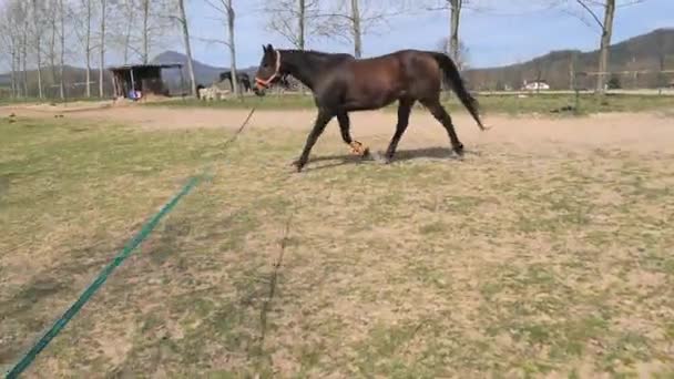 Cheval sans globe oculaire courant sur la fente dans l'arène circulaire. Exercices sportifs et respiratoires d'un cheval presque aveugle. Enseigner la communication et la compréhension de l'animal .