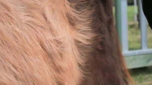 农夫用手指把小马拉回来 两手抓着一丛簇冬季毛皮 脖子和腿春季动物丧失冬季毛皮 — 图库视频影像