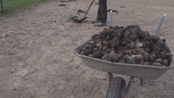 馬のパドック掃除 農夫は馬の排泄物をトロリーの上に置いた 牧場のカウガールだ 新鮮な有機肥料だ ホイールバローの馬小屋コレクション — ストック動画