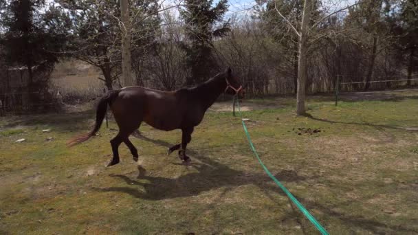 長い文字列上の古い茶色の馬のトレーナーチェック条件 古い馬の定期的な肺は高いレベルで彼らの状態を維持します スローモーション — ストック動画