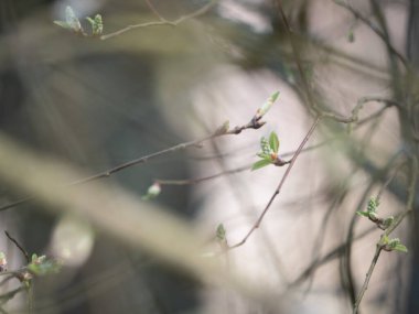 Baharda bir söğüt ağacının taze filizleri ve böbreği. Bulanık soyut arkaplan