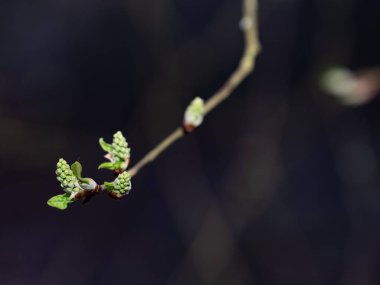 Yumuşak yeşil söğüt ağacı, mavi gökyüzüne yapışmış kedi derileri, bulanık arkaplan