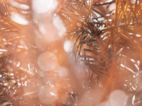 Torra Orange Höst Nålar Träd Bakgrunden Höstsolen — Stockfoto
