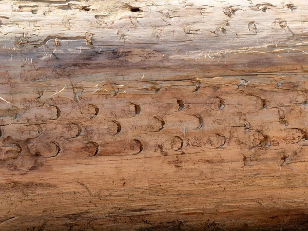 Θεριστής Έκοψε Σημάδια Κορμούς Και Κορμούς Κατά Διάρκεια Του Δέντρου — Φωτογραφία Αρχείου