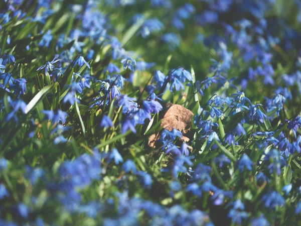 Abstracte Hoek Tuin Met Muscari Hyacint Bloemen Oud Droog Blad — Stockfoto