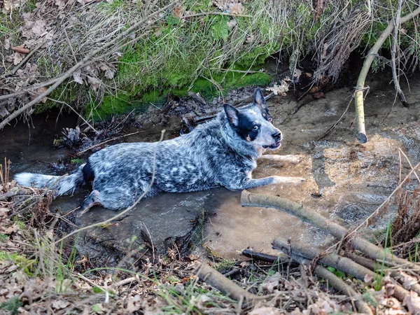 Blue Heeler Hund Kühlt Körper Und Spielt Sommer Gebirgsbach — Stockfoto