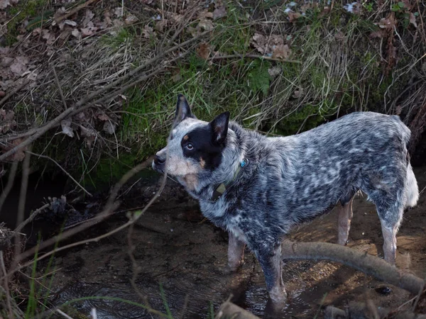 Australian Cattle Dog Outdoor Porträt Waldbach Der Natur — Stockfoto