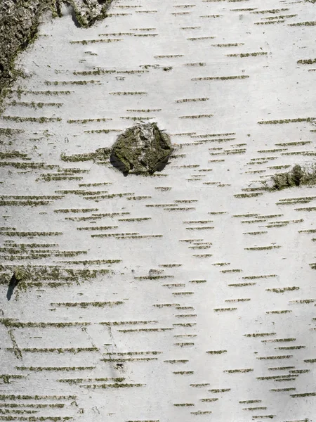森の中の白樺の樹皮の要約とマクロの詳細 救済自然 — ストック写真
