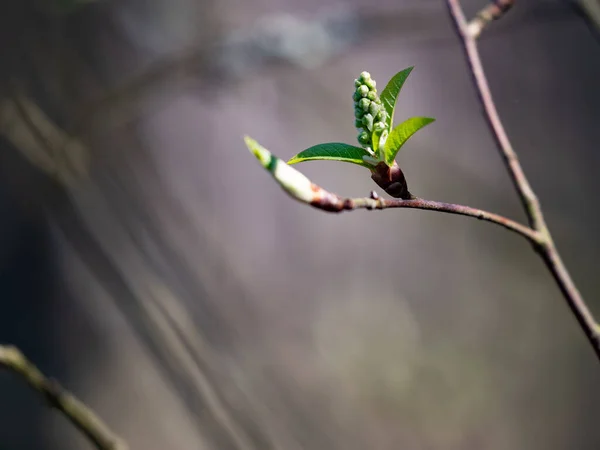 Broto Salgueiro Início Primavera Broto Salgueiro Verde Fresco — Fotografia de Stock