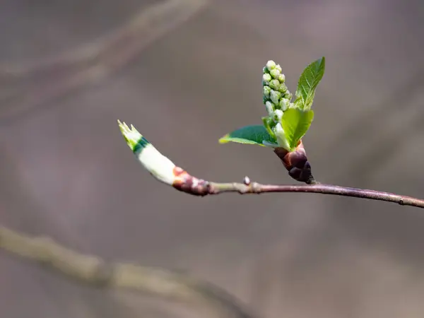 Branches Saule Avec Des Feuilles Vertes Fraîches Dans Une Forêt — Photo