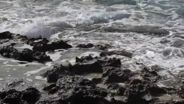 Algas Marinas Marrones Verdes Orilla Rocosa Del Mar Mossy Rompeolas — Vídeo de stock