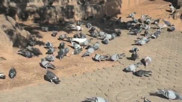 Sürüdeki Şişman Güvercinler Yemek Için Acele Ederler Palma Mallorca Gezinti — Stok video