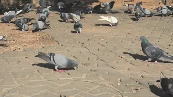 Many Gray Blue Pigeons Pavement Town — Stock Video