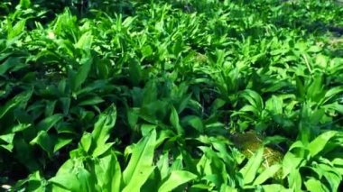 Taze yeşil bitki yapraklarının yakın görüntüsü. Vahşi bitki, ormanda saklanmış ayı sarımsağı. Vitamin dolu baharat kokulu bitkilerden topluyorum..