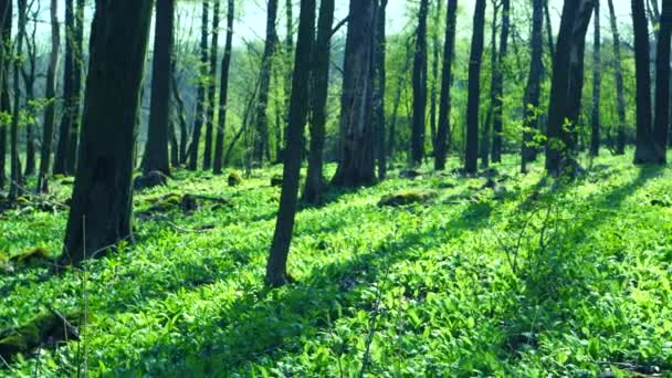 野生のニンニクの葉で覆われた地面と森の中を歩く 免疫力と人間の健康を強化する効果を持つ人気のハーブ — ストック動画