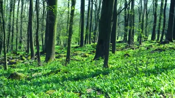 春の森の中で 植物の野生のニンニクの新鮮な葉 詳細を見つける 野生のクマのニンニクと草が成長している緑の春の森 — ストック動画