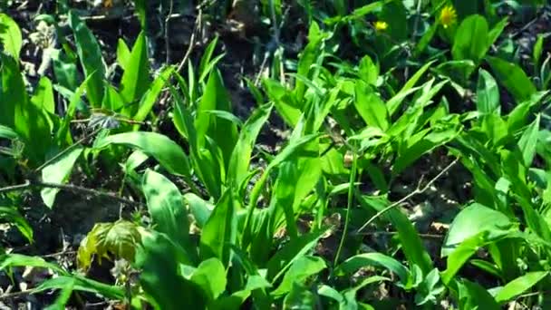 Anémona Del Bosque Entre Planta Olor Ajo Bears Allium Ursinum — Vídeos de Stock