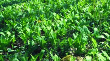 Bitkisel sarımsaklı halı, sarımsak ya da pırasalı sarımsak bırakıyor. Popüler ve sağlıklı yenilebilir aromalar ve bahardaki sarımsak kokulu bahar otları eski ormanlarda yetişiyor.
